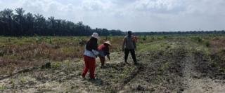Polsek Kandis Bersama Petani Maksimalkan Pemeliharaan Tanaman Jagung