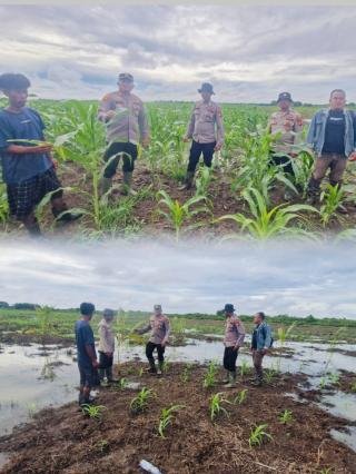 Kapolsek AKP Rian Onel Turun Cek Perkembangan Tanaman Jagung di Daerah Pesisir