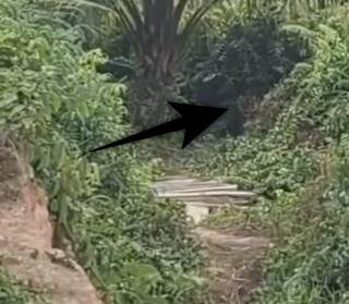 Harimau Berukuran Besar Muncul di Tepi Jalan Lintas Siak–Buton, BBKSDA Riau Segera ke Lokasi