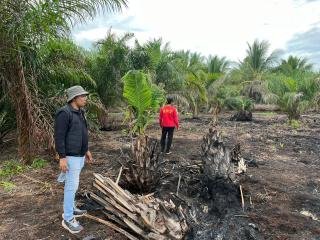 Sempat Mengelak, ES Ditangkap Bakar Lahan hingga 500 Hektare Sejak Januari