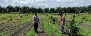 Kawal Ketapang, Polsek Kandis Intensifkan Monitoring Tanaman Jagung Pipil