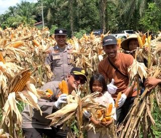Polsek Kandis Bersama Poktan AJ Panen Jagung untuk Ketapang Nasional Tembus Tiga Ton