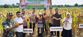 Program Ketahanan Pangan Polres Inhu dan PT TJS Berhasil, Panen 5 Ton Jagung Pipil 