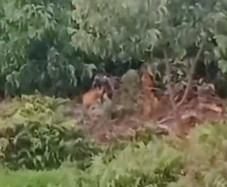 Waspada! Harimau Muncul 200 Meter dari Permukiman Warga di Pelalawan