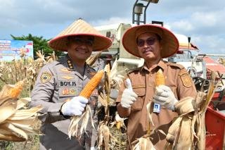 Polda Riau Panen Jagung Empat Hektare, Target Produksi Meningkat
