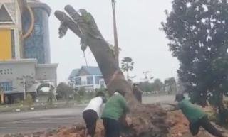 Dipindah ke Tenayan Raya, 25 Pohon Pelindung Terdampak Pelebaran Jalan Tumbuh Kembali 