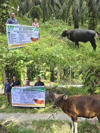 Sambut Idul Adha, PT Musim Mas Salurkan 22 Ekor Sapi Kurban, Kontribusi Nyata kepada Masyarakat