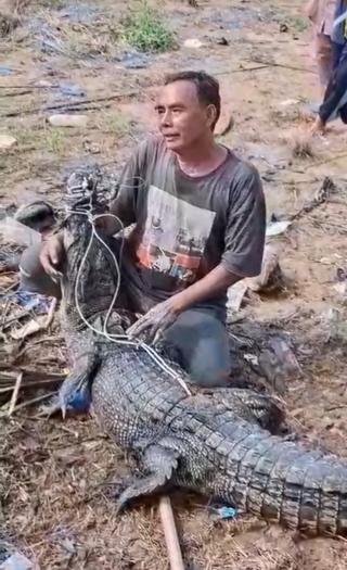 Buaya Muara Naik ke Permukiman dan Kejar Warga di Reteh