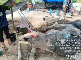 Gajah Jovi Akhirnya Mati Setelah 34 Hari Menjalani Perawatan, Ini Penyebabnya