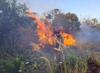 Dampak El Nino, 38 Hektare Lebih Lahan di Pekanbaru Terbakar 