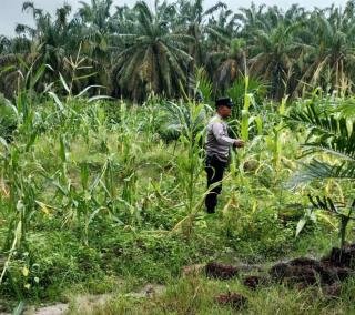 Polsek Tandun Dukung Program Ketahanan Pangan melalui Penanaman Jagung Pipil