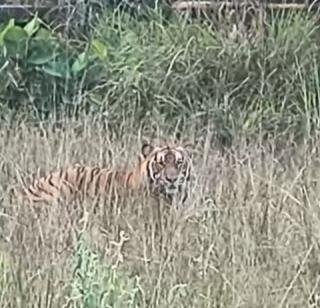 Karyawan PHR Rekam Kemunculan Harimau di DSF 125 Tonggak 8