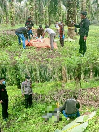 Tiga Hari Dikabarkan Hilang, Petani Ditemukan Tewas di Kebun Sawit