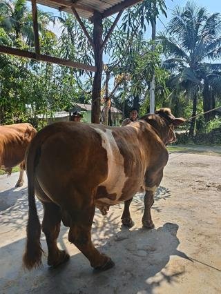 Perayaan Idul Adha 2025, Sapi Brigadir Toni Terpilih Menjadi Hewan Kurban Presiden Prabowo