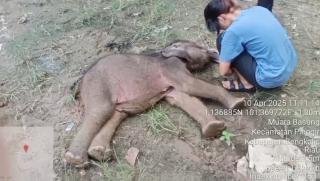 Yuni, Anak Gajah Sumatera yang Terpisah dari Induk Akhirnya Mati