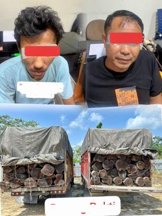 Dua Sopir Truk Angkut Ratusan Batang Kayu Log Ilegal Ditangkap Polres, Pemilik Diburu 
