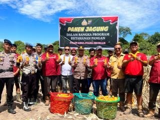 Panen Jagung Tahap II di PT MMJ, Kapolsek Rupat: Alhamdulillah Dapat 450 Kg