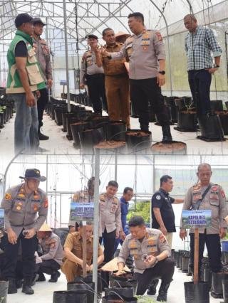 Kapolres Pelalawan Apresiasi Inovasi Green House Smart Farming Polsek Pangkalan Kerinci