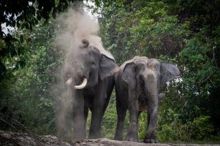 Jadi Sahabat Gajah, Program Konservasi Multispesies PHR Kurangi Interaksi Negatif