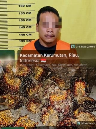 Kepergok Curi Buah Sawit PT SLS, Warga Kerumutan Ditangkap Sekuriti
