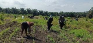 Optimalkan Pertumbuhan Jagung, Polsek Kandis Dampingi Petani Lakukan Pemupukan 