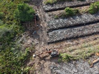 Hutan Mangrove di Rohil Dibabat, Polda Riau Selidiki dan Usut Tuntas!