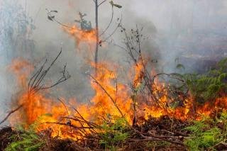 BPBD Pekanbaru Patroli Cegah Karhutla Meluas, Sudah 109 Hektar Terbakar 