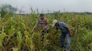 Pastikan Tanaman Jagung Berkembang dengan Baik, Polsek Kandis Terus Dampingi Petani 