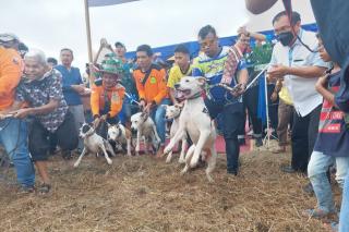 Porbi Riau Basmi Hama Babi di Desa Bukit Ranah