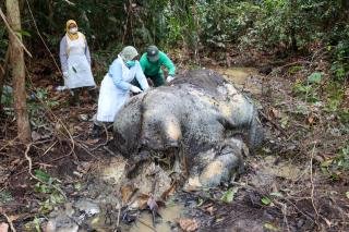 26 Diperiksa Terkait Pengusutan Temuan Gajah Mati Tanpa Kepala di Ukui Pelalawan