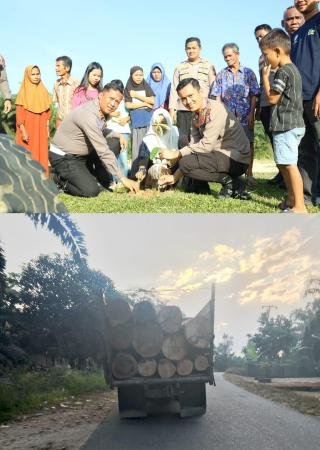Kapolres Kuansing Sibuk Tanam Bibit Pohon, Sementara Penjarah Hutan Bebas Beraksi