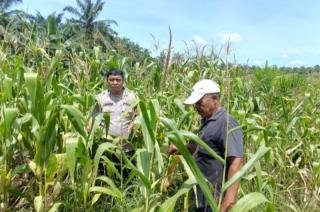 Bhabinkamtibmas Susuri Tanaman Jagung, Kapolsek Kandis Harapkan Hasil Panen Memuaskan