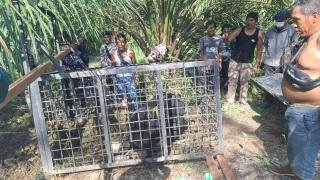 Lepasliarkan Beruang Madu yang Sempat Masuk Permukiman di Kampar, Ini Pesan BKSDA Riau 