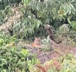 Harimau Muncul Kembali di Lokasi yang Sama, Duduk sambil Melotot