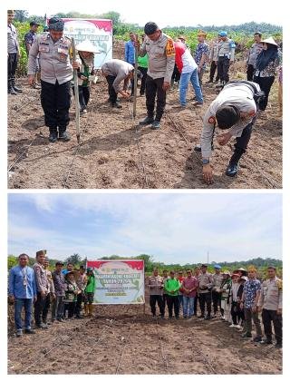 Kapolsek Kampar Tanam Jagung Kuartal II di Rumbio Jaya, Berbaur dengan Masyarakat