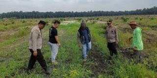Kapolsek Kandis Temani Tim SDM Polda Riau Cek Lahan Jagung 12 Hektare di Kandis