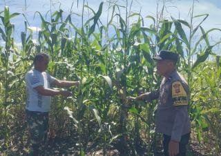 Polsek Kandis Monitoring Perkembangan Tanaman Jagung Tumpang Sari di PT KPAK