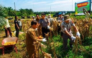 Semangat Kebersamaan, Polsek Kandis Bersama Petani Tuntaskan Panen Jagung di Samsam