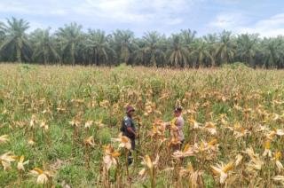 Tanaman Jagung Poktan Arihta Jaya Binaan Polsek Kandis Tumbuh Subur di Libo Jaya