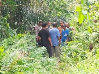 Kabar Kemunculan Harimau di Pasir Putih, Ini Kata BBKSDA Riau
