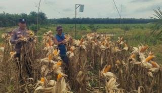 Polsek Kandis Kawal Tanaman Jagung ke Samsam, Masa Panen di Depan Mata