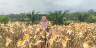 Polsek Kandis Cek Tanaman Jagung di Samsam, Kompol Herman Pelani: Insyallah 4 Hari Lagi Panen