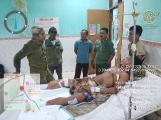 Warga Inhu Diserang Dua Ekor Harimau, BBKSDA Riau: Diduga Induk Mengajarkan Anaknya Berburu