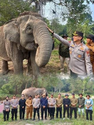 Peduli Satwa, Kapolres Pelalawan AKBP Ahmad Nur Lihat Bayi Gajah yang Baru Lahir di TNTN